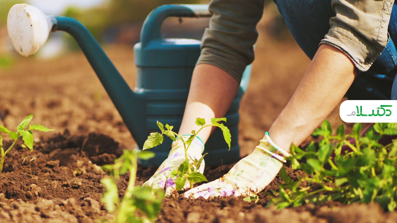 ترفندهای باغبانی و باغچه داری برای افراد تازه کار +ویدئو