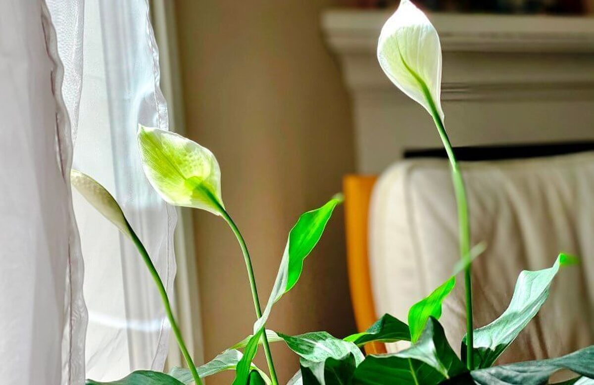 زنبق صلح، گیاهی تزیینی که تسکین دهنده سردرد است