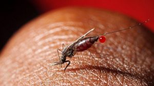 بیماری مالاریا 