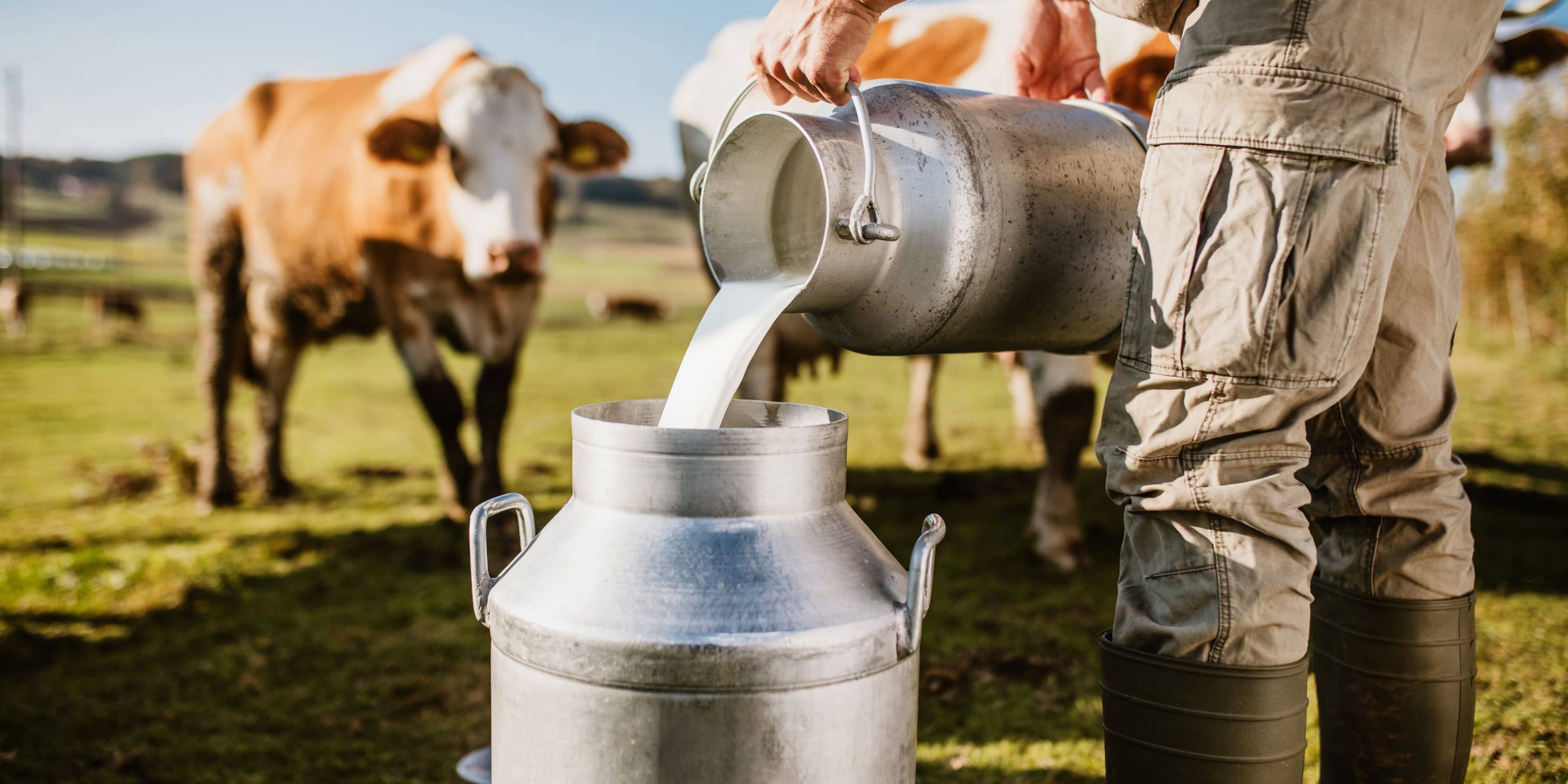 شیر گاو نانوذره دارد، آن هم از نوع مفید!