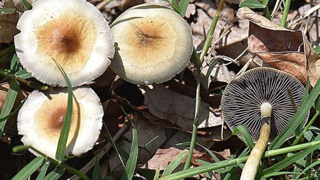 حواستان به قارچ‌های سمی در فصل بهار باشد